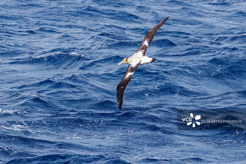 一只巨大的短尾信天翁（Phoebastria albatrus）在海岸外飞翔。翼展超过2米。图片素材
