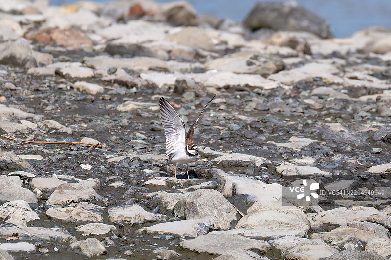 美丽的小环颈鸻，Charadrius dubius，正在拍打翅膀飞起。图片素材