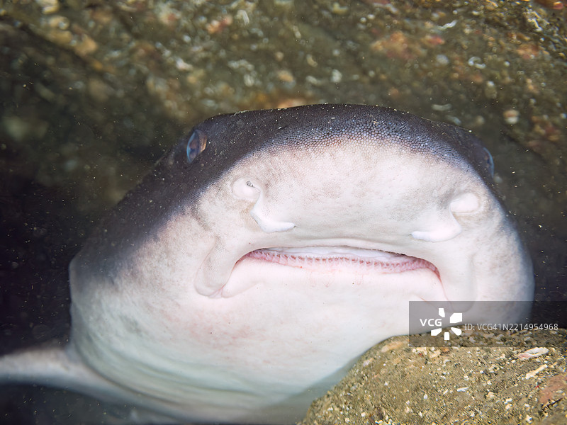 带纹犬鲨的学校，鲨鱼，三角鲨，斑点鳃红雀鱼，Ostorhinchus notatus鱼。它们成群睡觉。牙齿可见。在海洞中。图片素材