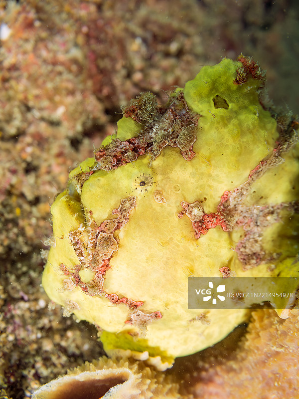 彩绘蛙鱼（Antennarius pictus），它在海绵上。图片素材