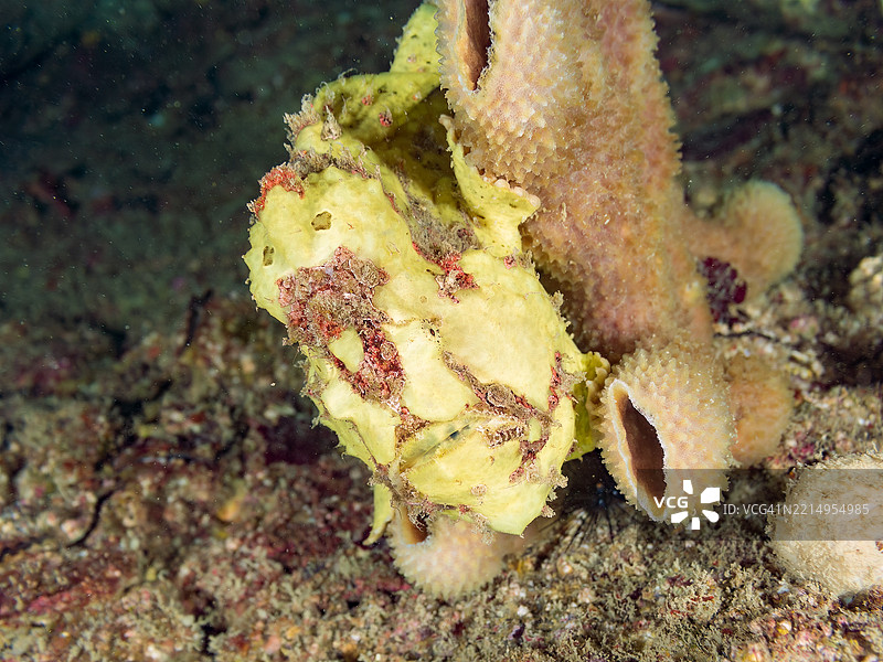 彩绘蛙鱼（Antennarius pictus），它在海绵上。图片素材