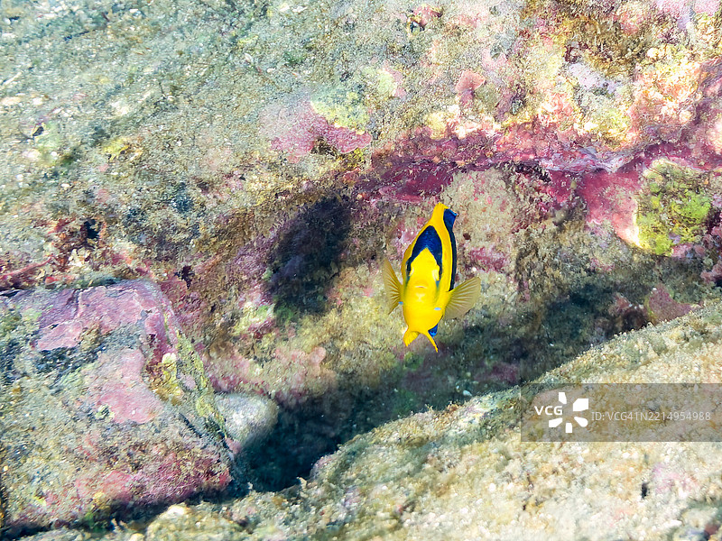 双色天使鱼，双色天使鱼幼鱼。图片素材