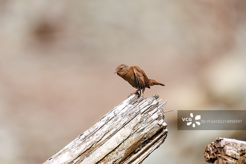 可爱的欧亚鹪鹩（Troglodytes troglodytes，属于灯笼鱼科）小鸟在大声而急促地鸣叫。图片素材