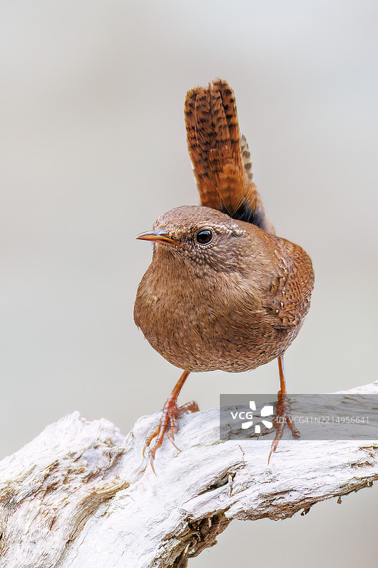 可爱的欧亚鹪鹩（Troglodytes troglodytes，属于灯笼鱼科）小鸟在大声而急促地鸣叫。图片素材