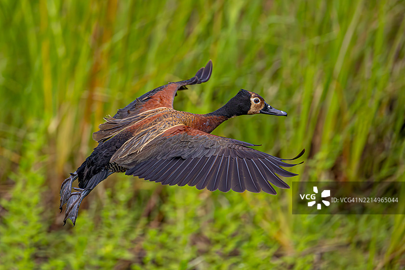 南非飞翔中的白脸鸣鸭弯曲飞行图片素材