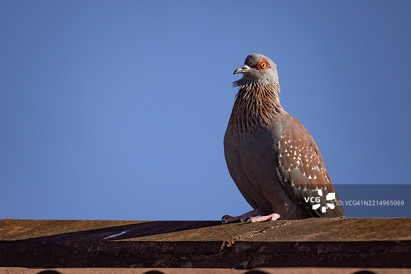 南非屋顶上叫唤的斑点鸽图片素材