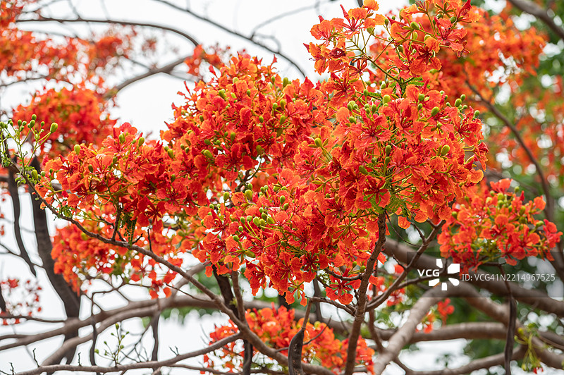 全景拍摄孔雀羽毛花或美丽的鸡冠花在自然中盛开的场景。图片素材