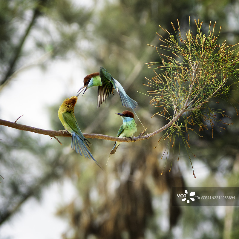 蓝喉蜂虎与红喉蜂虎争夺领地。图片素材