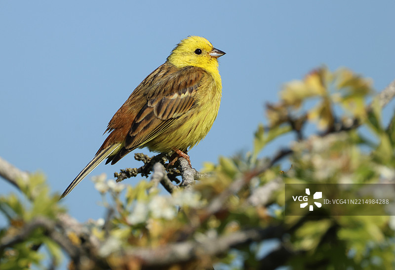 一只美丽的雄性黄鹀（Emberiza citrinella）在春天时栖息在树顶。图片素材