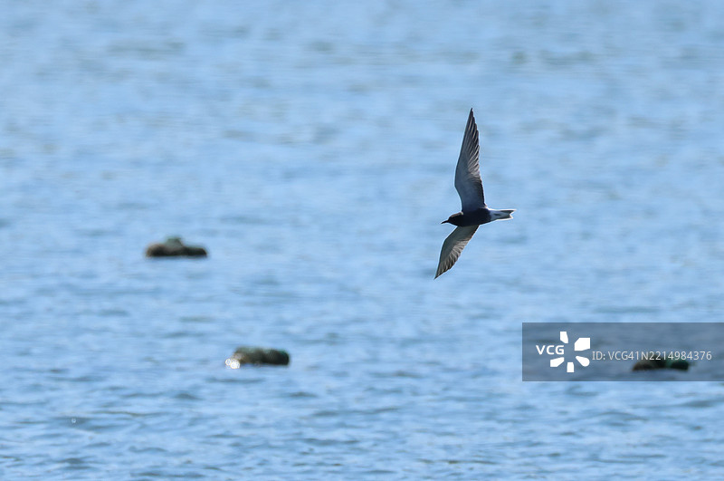 一只稀有的黑燕鸥（Chlidonias niger）在水库上空飞翔，捕猎昆虫。图片素材