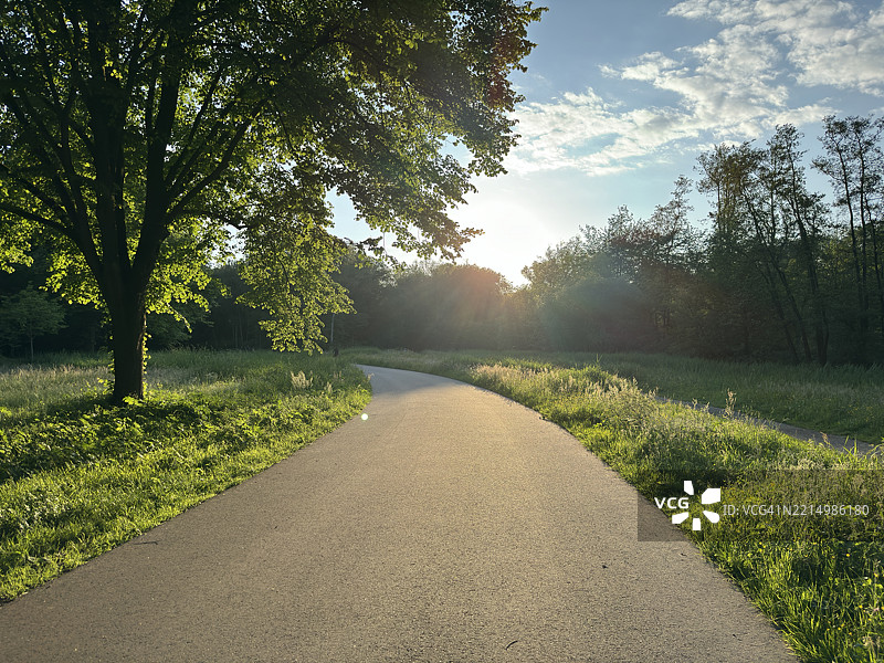 金色时光中的森林小路图片素材