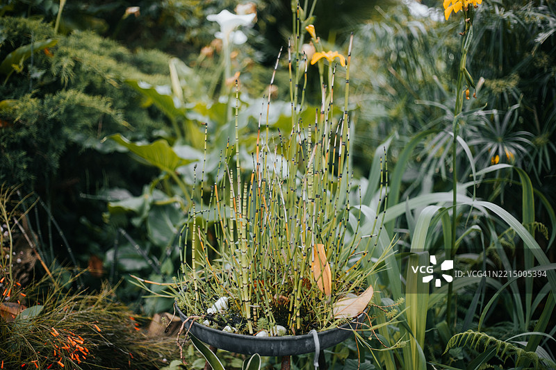 家庭花园中央生长的竹子，象征着宁静、自然和可持续生活。图片素材