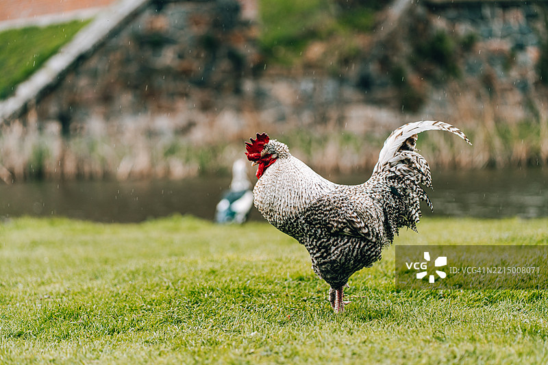 雄伟的公鸡在雨中站在绿草上图片素材