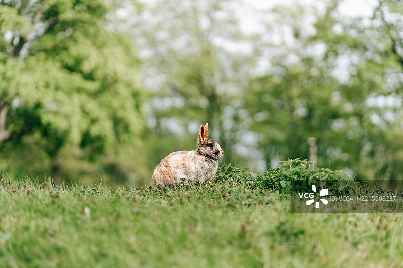 野兔在春天的郁郁葱葱的草地上探索图片素材