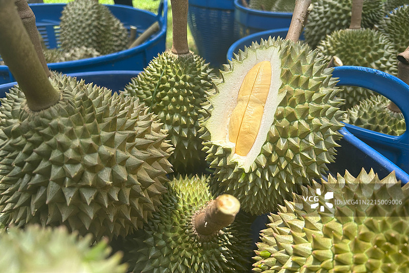来自泰国昌塔布里种植园的新鲜泰国榴莲。图片素材