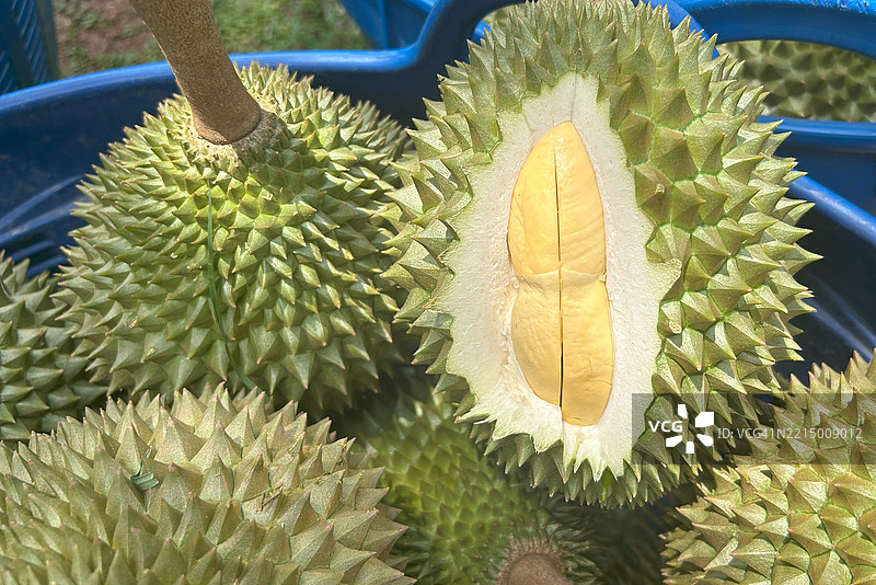 来自泰国昌塔布里种植园的新鲜泰国榴莲。图片素材