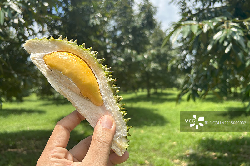 来自泰国昌塔布里种植园的新鲜泰国榴莲。图片素材