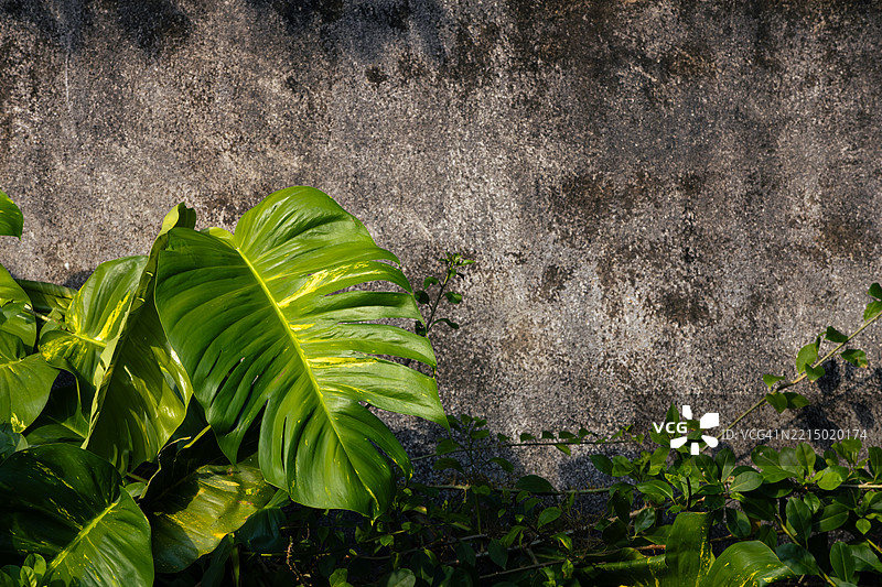 墙上的绿色藤蔓植物图片素材