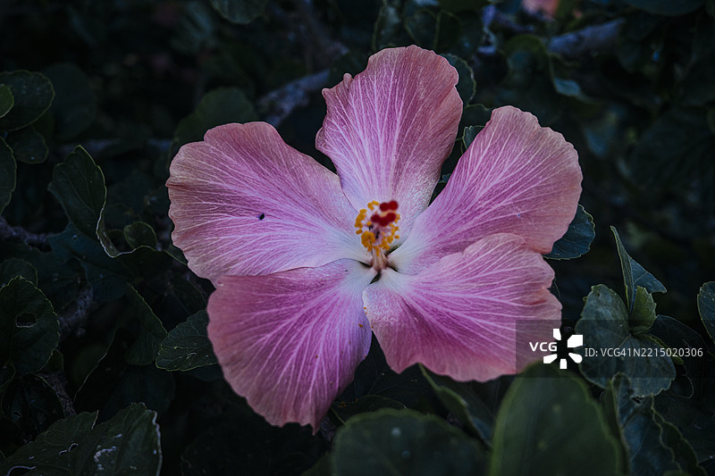 粉色中国芙蓉花盛开图片素材