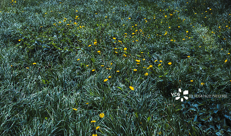 绿色草坪和黄色蒲公英构成自然背景图片素材