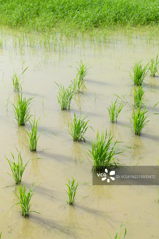 稻秧在稻田中整齐地种植。图片素材