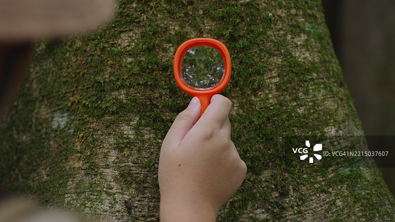 放大镜特写观察树上的苔藓，进行自然探索图片素材