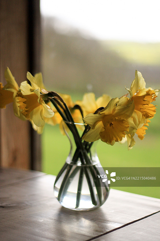 花瓶中的水仙花图片素材