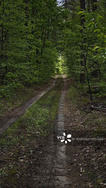 春季森林中的道路图片素材