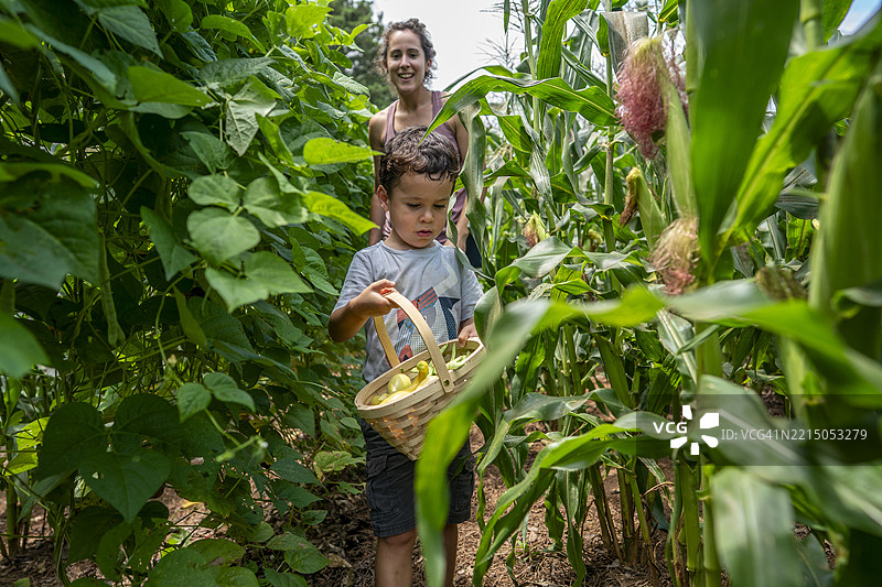 孩子在菜园里和母亲一起采摘黄色南瓜图片素材