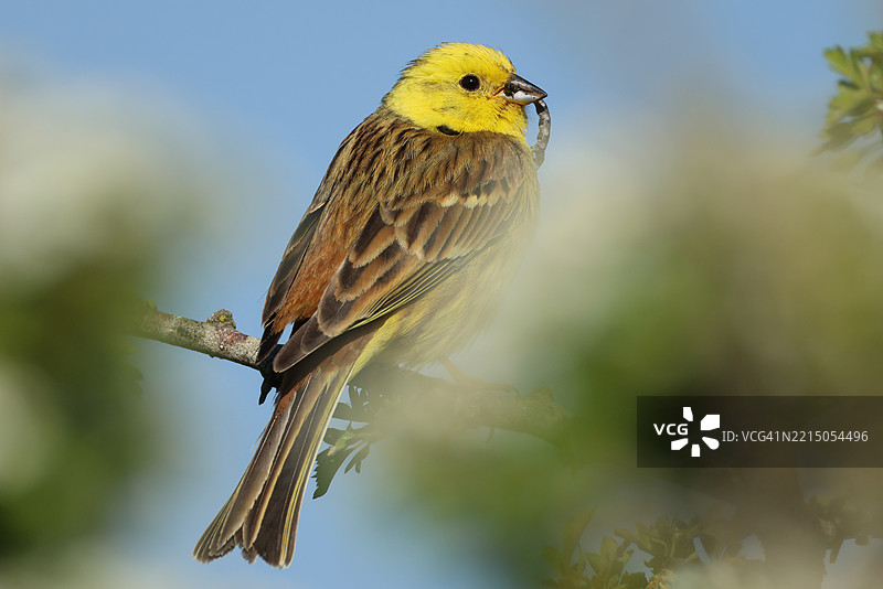 一只美丽的黄鹀（Emberiza citrinella）栖息在树顶，嘴里叼着一条毛虫。图片素材