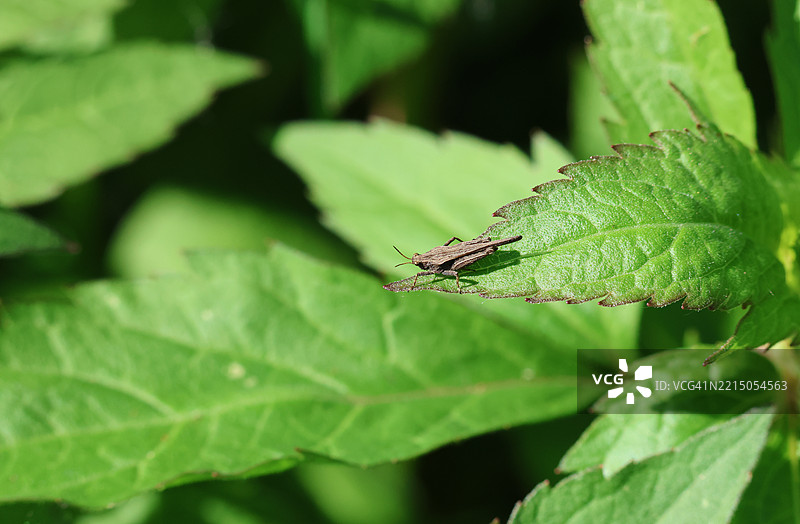 一只细长的地跳虫（Tetrix subulata）栖息在叶子上。图片素材