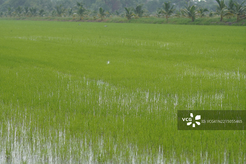 田野中的绿色稻谷，茉莉香米在灌木树上，背景是阴云密布的自然天空图片素材