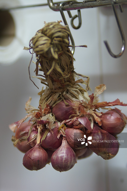 小葱 Allium oschaninii图片素材