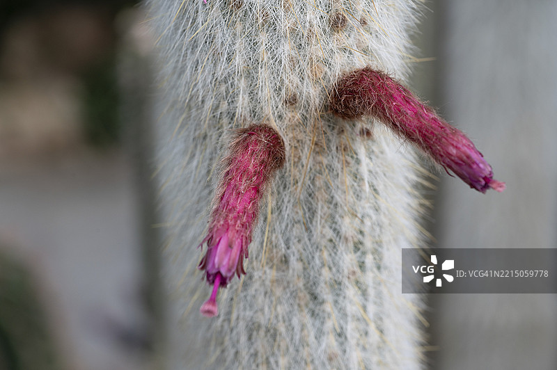 银烛仙人掌（Cleistocactus strausii）的花朵，植物园，埃尔朗根，中法兰克尼亚，巴伐利亚，德国，欧洲图片素材