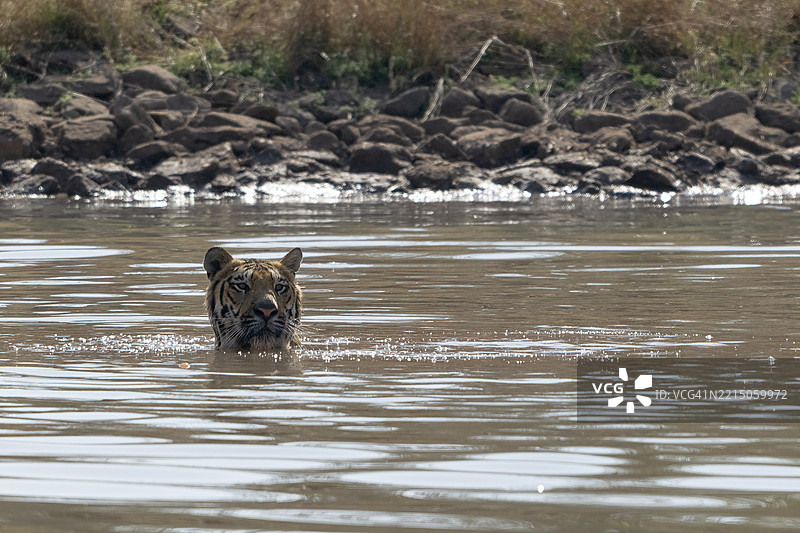 老虎（美洲虎，学名：Panthera tigris），孟加拉虎或印度虎，大型猫科动物（Pantherinae），捕食者（Carnivora），高度濒危，在温度超过40°C时在水中降温，萨图拉国家公园，虎保护区，中央邦，帕奇马尔希生物圈保护区，印度图片素材