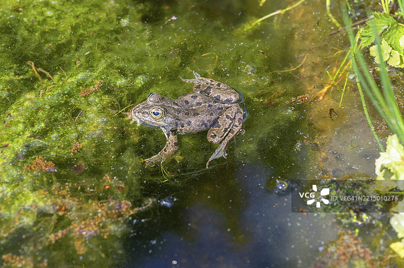 草蛙(Rana temporaria)在池塘中,德国巴伐利亚州中弗兰肯地区的埃尔朗根植物园图片素材