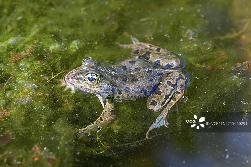 草蛙（Rana temporaria）在池塘中，德国巴伐利亚州中弗兰肯地区的埃尔朗根植物园图片素材