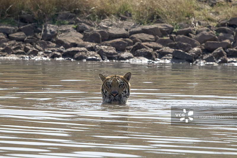 老虎(美洲虎),孟加拉虎或印度虎,大型猫科动物(豹亚科),捕食者(食肉目),高度濒危,在温度超过40°C时在水中降温,萨图拉国家公园,虎保护区,中央邦,帕奇马尔希生物圈保护区,印度图片素材