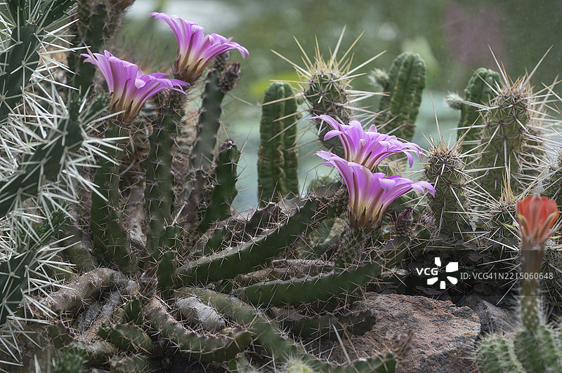 开花的仙人掌（Echinocereus berlandieri），埃尔朗根植物园，德国中法兰肯，巴伐利亚，欧洲图片素材