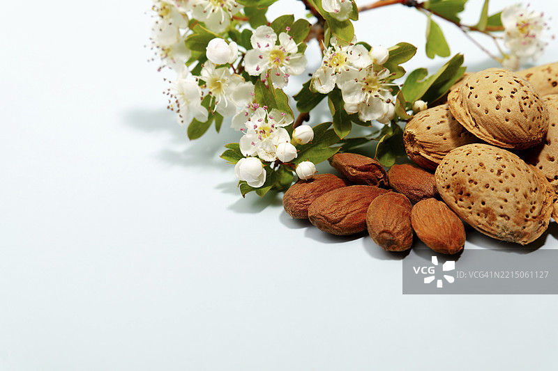 杏仁和开花的杏树枝 lying on a light blue background图片素材