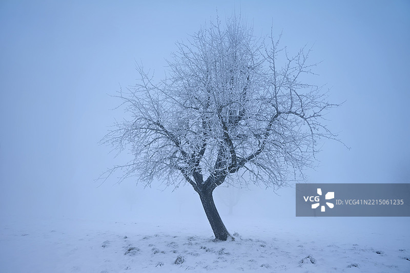 瑞士阿劳州弗赖阿姆特霍尔本的雪景中，苹果树在浓雾中伫立。图片素材