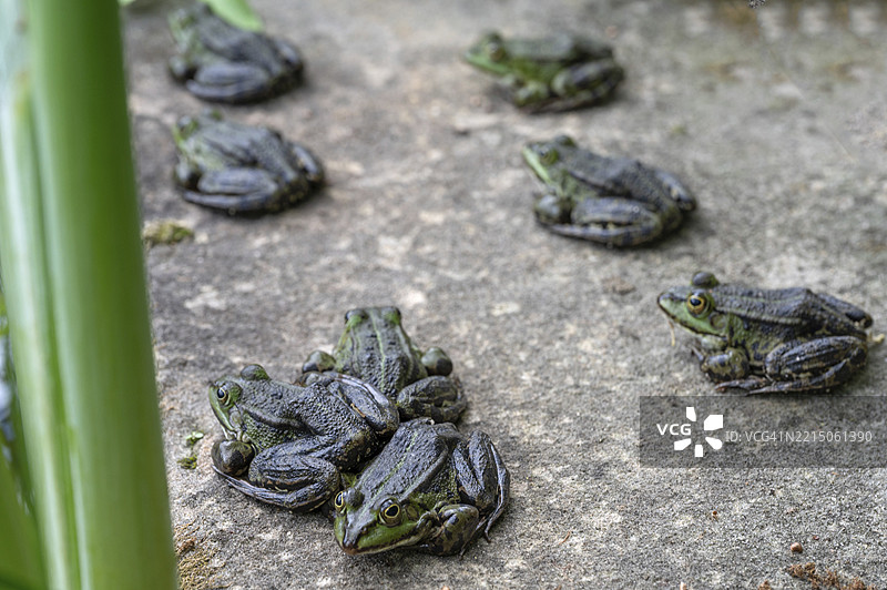草蛙（Rana temporaria）坐在温暖的石板上，德国巴伐利亚中弗兰肯的埃尔朗根植物园图片素材