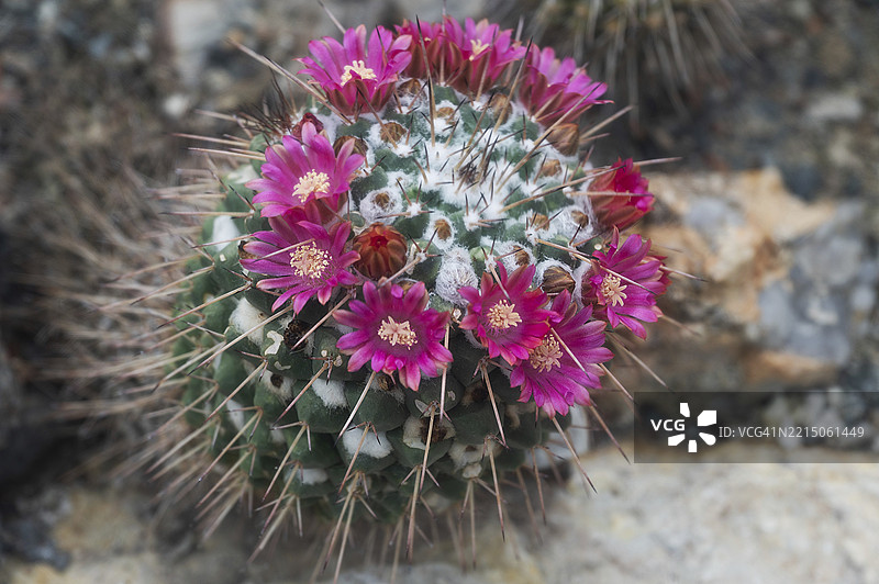 开花的疣状仙人掌(Mammillaria crocidata),德国巴伐利亚中法兰肯地区的埃尔朗根植物园,欧洲图片素材