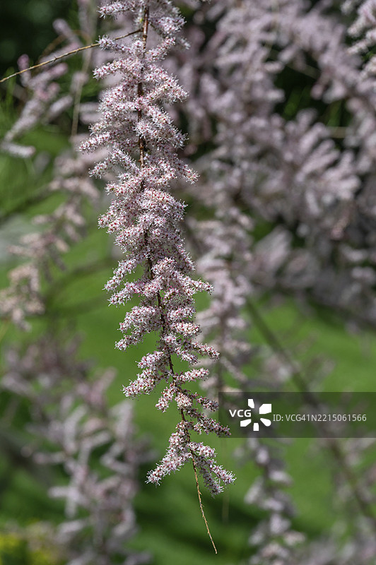 开花的敖德萨盐肤木（Tamarix ramosissima）枝条，德国巴伐利亚中法兰肯，埃尔朗根植物园，欧洲图片素材