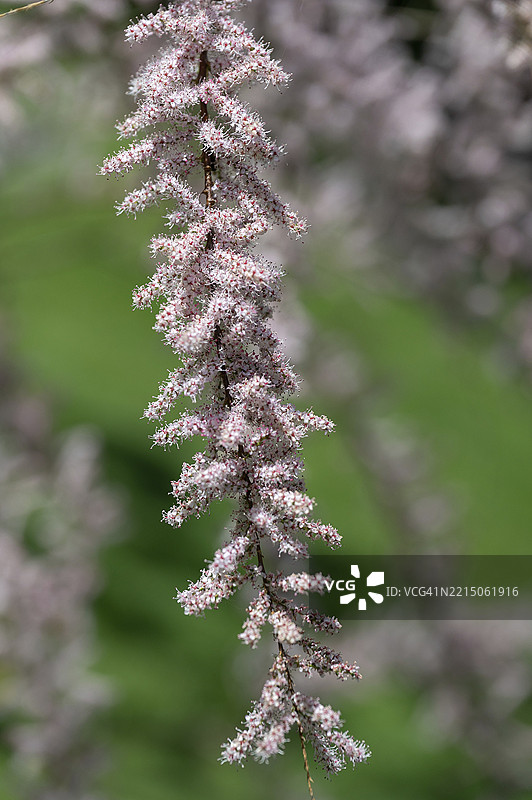 开花的敖德萨盐肤木（Tamarix ramosissima）枝条，德国巴伐利亚中法兰肯地区的埃尔朗根植物园图片素材
