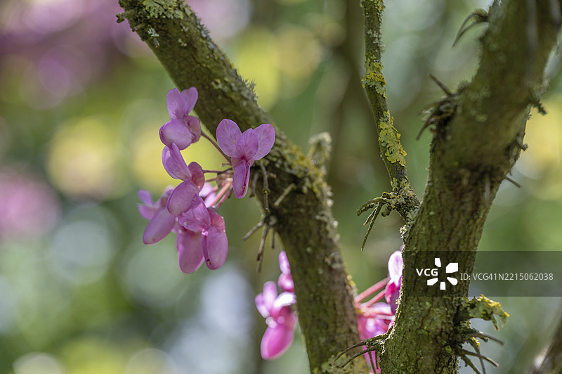犹太树（Cercis siliquastrum）上的花朵，德国巴伐利亚州中法兰肯地区的埃尔朗根植物园图片素材