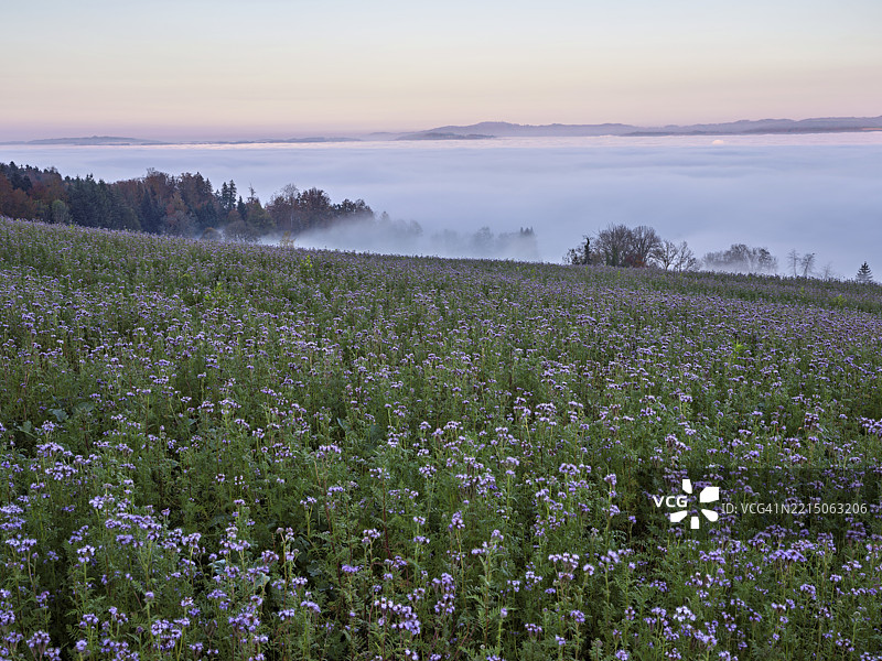 开花的蜜蜂朋友（毛茛科植物），在黄昏的光线下，雾气笼罩的森林后面，瑞士阿尔高州弗赖阿姆特的温特施维尔图片素材