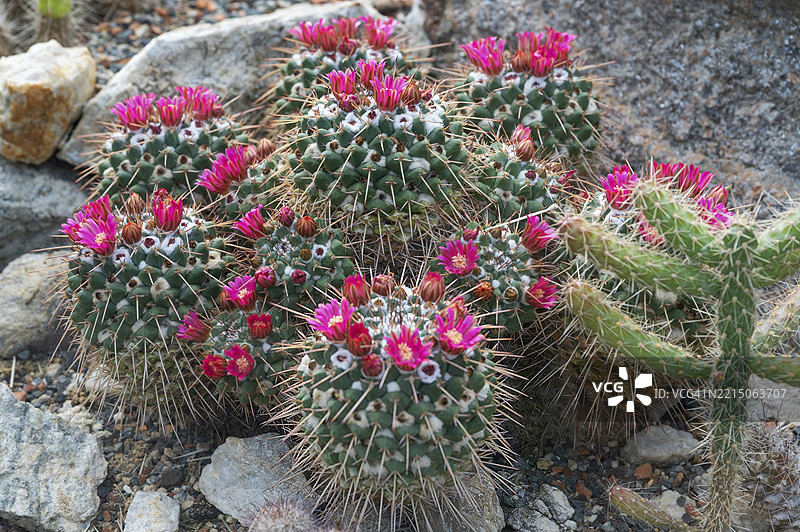 开花的疣状仙人掌(Mammillaria crocidata),德国巴伐利亚中法兰肯的埃尔朗根植物园,欧洲图片素材