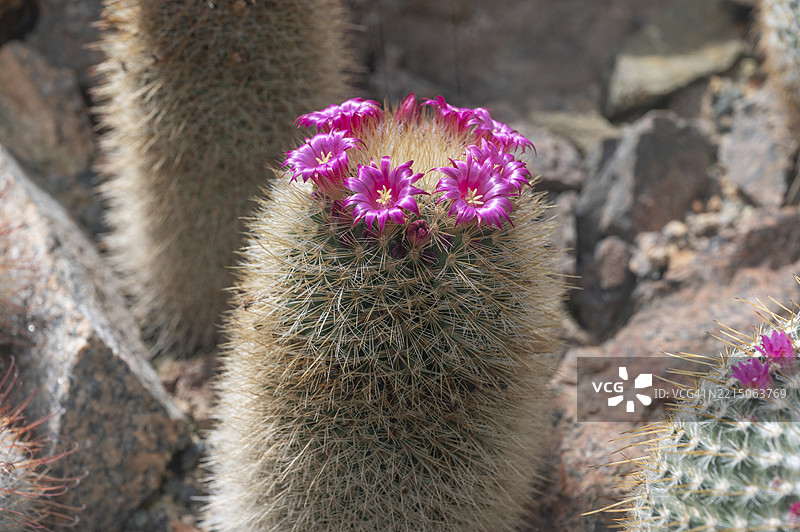 开花的刺球仙人掌（Mammillaria spinosissima），德国巴伐利亚州中法兰肯地区埃尔朗根植物园，欧洲图片素材