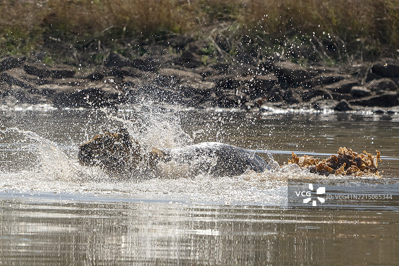 老虎（美洲虎，学名：Panthera tigris），孟加拉虎或印度虎，大型猫科动物（Pantherinae），捕食者（Carnivora），高度濒危，在温度超过40°C时在水中降温，萨图拉国家公园，虎保护区，中央邦，帕奇马尔希生物圈保护区，印度图片素材